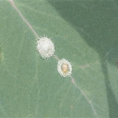 Glycaspis sp. (genus) (Unidentified sugary lerp) at Scullin, ACT - 10 Mar 2025 by AlisonMilton