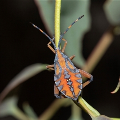 Amorbus (genus) (Eucalyptus Tip bug) at Scullin, ACT - 10 Mar 2025 by AlisonMilton