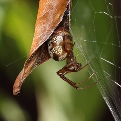 Phonognathidae (family) (Leaf curling orb-weavers) at Monash, ACT - 28 Feb 2025 by debhart