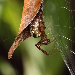 Phonognathidae (family) at Monash, ACT - suppressed