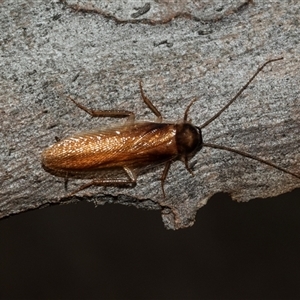 Unidentified Cockroach (Blattodea, several families) at Scullin, ACT - 10 Mar 2025 by AlisonMilton