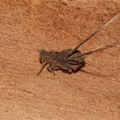 Fulgoroidea sp. (superfamily) (Unidentified fulgoroid planthopper) at Scullin, ACT - 10 Mar 2025 by AlisonMilton