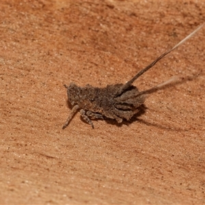 Fulgoroidea (superfamily) at Scullin, ACT - 10 Mar 2025 01:28 PM