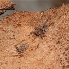 Fulgoroidea (superfamily) at Scullin, ACT - 10 Mar 2025 01:28 PM