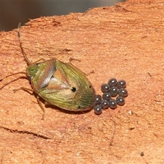 Acanthosomatidae (family) (Unidentified Acanthosomatid shield bug) at Scullin, ACT - 10 Mar 2025 by AlisonMilton