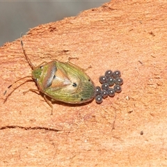 Acanthosomatidae (family) at Scullin, ACT - 10 Mar 2025 01:52 PM