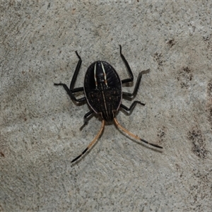 Theseus modestus (Gum tree shield bug) at Scullin, ACT - 10 Mar 2025 by AlisonMilton