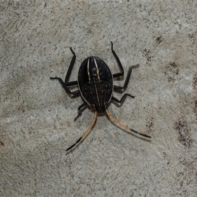 Theseus modestus (Gum tree shield bug) at Scullin, ACT - 10 Mar 2025 by AlisonMilton