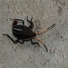 Theseus modestus at Scullin, ACT - 10 Mar 2025 02:42 PM