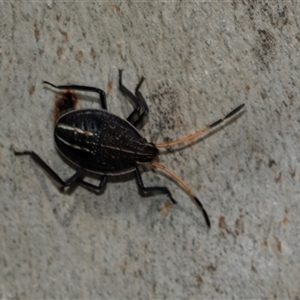 Theseus modestus at Scullin, ACT - 10 Mar 2025 02:42 PM