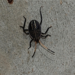 Theseus modestus at Scullin, ACT - 10 Mar 2025 02:42 PM