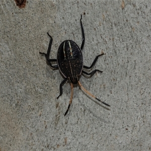 Theseus modestus at Scullin, ACT - 10 Mar 2025 02:42 PM