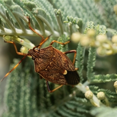 Poecilometis strigatus (Gum Tree Shield Bug) at Bruce, ACT - 6 Mar 2025 by AlisonMilton