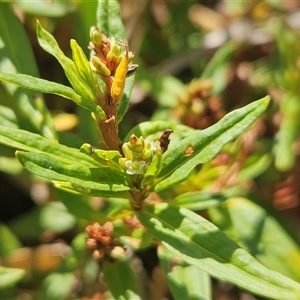 Persicaria prostrata at Hawker, ACT - 11 Mar 2025 by sangio7