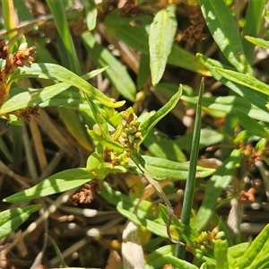 Persicaria prostrata at Hawker, ACT - 11 Mar 2025 11:49 AM