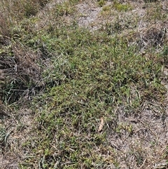 Persicaria prostrata at Hawker, ACT - 11 Mar 2025 11:49 AM