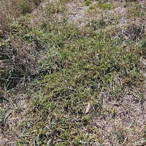 Persicaria prostrata at Hawker, ACT - 11 Mar 2025 11:49 AM