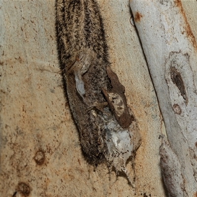 Chelepteryx collesi (White-stemmed Gum Moth) at Scullin, ACT - 10 Mar 2025 by AlisonMilton