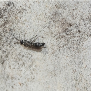 Mutillidae (family) at Scullin, ACT - 10 Mar 2025 02:25 PM