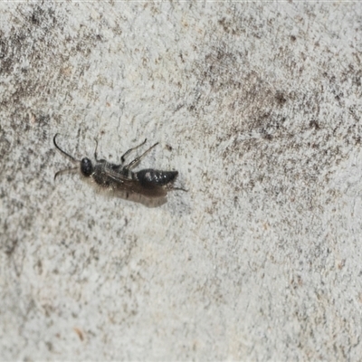 Unidentified Wasp (Hymenoptera, Apocrita) at Scullin, ACT - 10 Mar 2025 by AlisonMilton