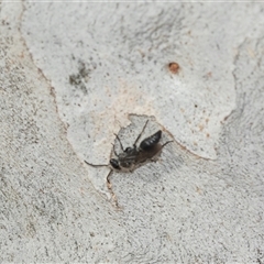 Mutillidae (family) at Scullin, ACT - 10 Mar 2025 02:25 PM