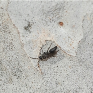 Mutillidae (family) at Scullin, ACT - 10 Mar 2025 02:25 PM