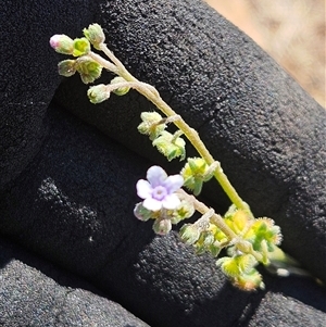 Cynoglossum australe at Hawker, ACT - 11 Mar 2025 by sangio7