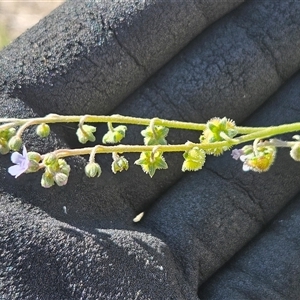 Cynoglossum australe at Hawker, ACT - 11 Mar 2025 11:54 AM