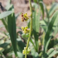 Cynoglossum australe at Hawker, ACT - 11 Mar 2025 11:54 AM