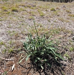 Cynoglossum australe at Hawker, ACT - 11 Mar 2025 11:54 AM