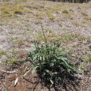 Cynoglossum australe at Hawker, ACT - 11 Mar 2025 11:54 AM