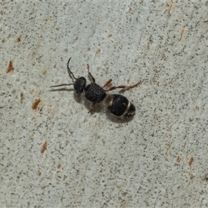 Eurymutilla sp. (genus) at Scullin, ACT - 10 Mar 2025 01:38 PM