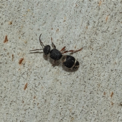 Eurymutilla sp. (genus) (Mutillid wasp or velvet ant) at Scullin, ACT - 10 Mar 2025 by AlisonMilton