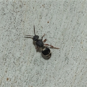 Eurymutilla sp. (genus) at Scullin, ACT - 10 Mar 2025 01:38 PM