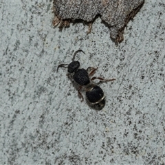 Eurymutilla sp. (genus) at Scullin, ACT - 10 Mar 2025 01:38 PM