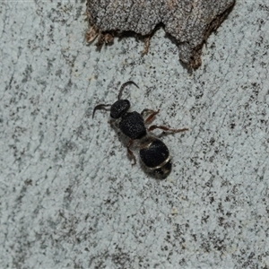 Eurymutilla sp. (genus) at Scullin, ACT - 10 Mar 2025 01:38 PM