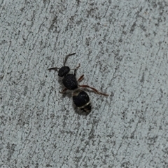 Eurymutilla sp. (genus) at Scullin, ACT - 10 Mar 2025 01:38 PM