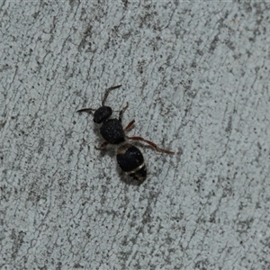 Eurymutilla sp. (genus) at Scullin, ACT - 10 Mar 2025 01:38 PM