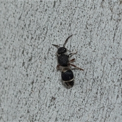 Eurymutilla sp. (genus) at Scullin, ACT - 10 Mar 2025 01:38 PM