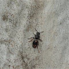 Mutillidae (family) (Unidentified Mutillid wasp or velvet ant) at Scullin, ACT - 10 Mar 2025 by AlisonMilton