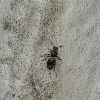 Mutillidae (family) (Unidentified Mutillid wasp or velvet ant) at Scullin, ACT - 10 Mar 2025 by AlisonMilton