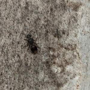 Mutillidae (family) at Scullin, ACT - 10 Mar 2025 01:18 PM