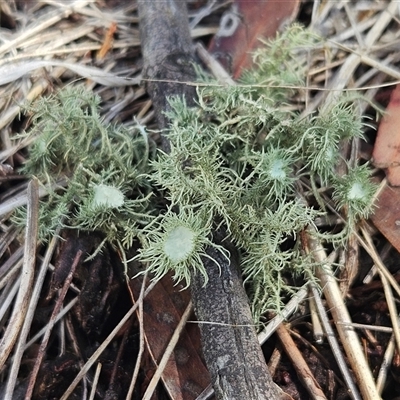 Usnea scabrida at Hawker, ACT - 11 Mar 2025 by sangio7