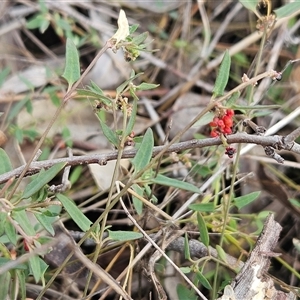 Einadia nutans subsp. nutans at Hawker, ACT - 11 Mar 2025 12:31 PM