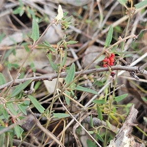 Einadia nutans subsp. nutans at Hawker, ACT - 11 Mar 2025 by sangio7