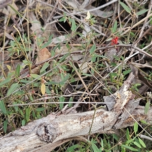 Einadia nutans subsp. nutans at Hawker, ACT - 11 Mar 2025 12:31 PM