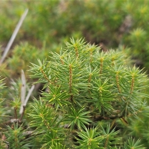 Acrotriche serrulata at Whitlam, ACT - 11 Mar 2025 by sangio7