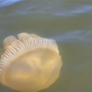 Unidentified Jellyfish or Hydroid  at Wallaga Lake, NSW - Yesterday by MB