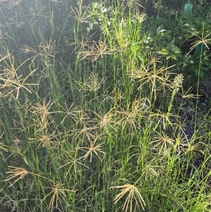 Chloris gayana (Rhodes Grass) at Wallaga Lake, NSW - 13 Mar 2025 by MB