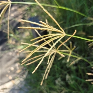 Chloris gayana at Wallaga Lake, NSW - 13 Mar 2025 11:11 AM